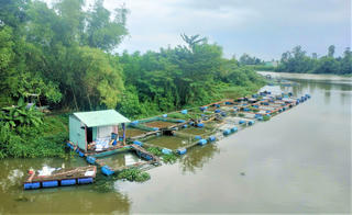 Đà Nẵng: Di dời lồng bè cá khi hồ Phú Ninh xả nước điều tiết
 