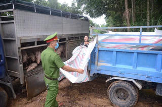 Đà Nẵng: Phát hiện xe tải chở 58 con lợn không rõ nguồn gốc