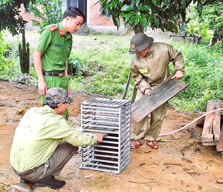 Quảng Trị: Tiếp nhận, thả 2 cá thể khỉ quý hiếm về tự nhiên