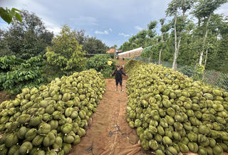 Nâng tầm nông sản Việt: Chuyển đổi cơ cấu giảm phát thải carbon