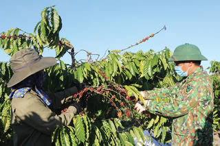 Cà phê xuất khẩu tăng trưởng ấn tượng