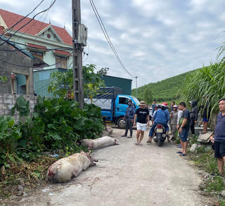 Quảng Ninh: Gần 700 con lợn ở trang trại bị cháy được giải cứu sau vài giờ