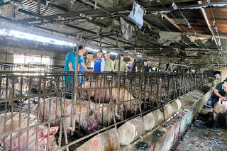 Quảng Ninh: Người dân chung tay 'giải cứu' lợn của trang trại bị cháy