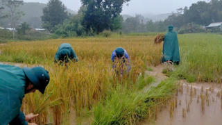 Đà Nẵng: Lực lượng vũ trang giúp dân gặt lúa, đỡ đẻ giữa mưa lũ