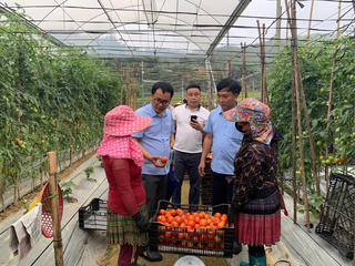 Sản xuất theo chuỗi giá trị, nhiều hộ dân đã thoát nghèo