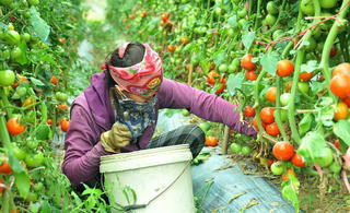 Nâng tầm sản phẩm nhờ truy xuất nguồn gốc