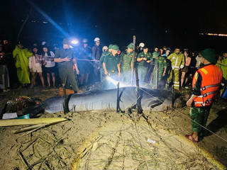 Cá ông lụy bờ tại vịnh Đà Nẵng