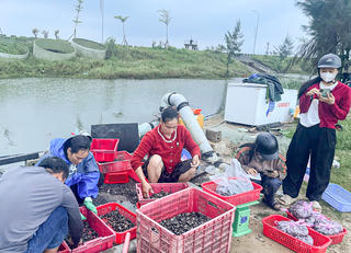 Hà Tĩnh: Chính quyền cùng dân ‘giải cứu’ ốc hương sau mưa lũ