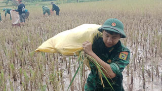 Quảng Trị: Cán bộ chiến sĩ tất bật giúp dân gặt lúa, ứng phó với mưa lũ