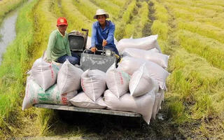 Giá gạo xuất khẩu giảm nhẹ