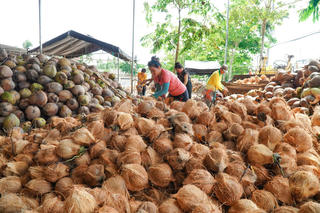 Bàn giải pháp nâng cao chất lượng ngành hàng dừa