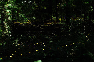 Cứu đom đóm trước nguy cơ tuyệt chủng