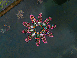 Tam Cốc mộng mị mùa hoa súng