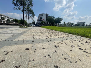 Quảng Ngãi: Hãi hùng cảnh tưởng hàng nghìn giun đất bò lên vỉa hè rồi chết khô