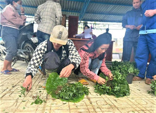 Đà Nẵng: Trà Linh hỗ trợ 12.000 cây giống sâm Ngọc Linh giúp dân thoát nghèo