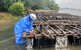 Người nuôi hàu bên sông Trường Giang trắng tay sau lũ