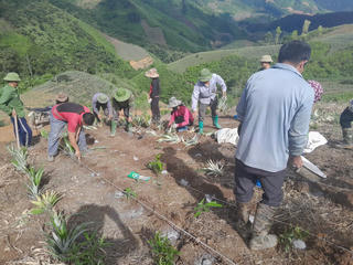 Thào A Giàng – “Người truyền lửa” từ mô hình trồng cây dứa mật