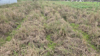 Giữ chân người trẻ ở lại ruộng đồng 
Bài 1: Những cánh đồng vắng nông dân