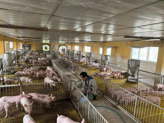 Ứng dụng công nghệ nâng giá trị cho ngành chăn nuôi 