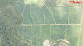 Hà Tĩnh: Vùng đồi bật sắc xanh từ mô hình trồng dứa liên kết