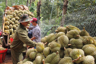 Sầu riêng xuất khẩu: Kỳ vọng tiếp tục dẫn dắt ngành rau quả