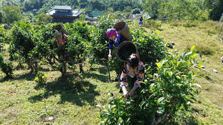 Lào Cai: Đồng bộ chính sách để nâng cao đời sống đồng bào dân tộc thiểu số