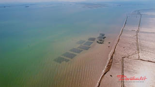 Quảng Ninh: Tiếp tục truy tìm thủ phạm làm hải sản chết bất thường 