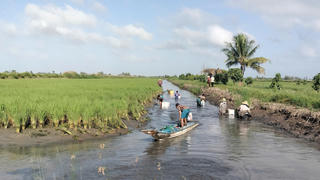 Nông dân Miền Tây thu hoạch 'con tôm ôm cây lúa'