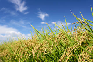 CRISPR mở đường cho nông nghiệp Việt Nam