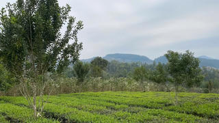 Hiệu quả từ những mô hình nông - lâm kết hợp