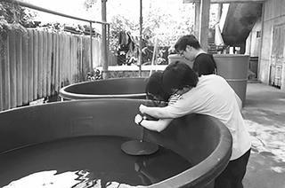 Công nghệ sinh điện hóa: “Lá chắn mới” chống vi khuẩn Vibrio