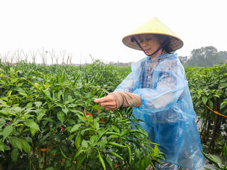 Ớt được mùa, được giá, nông dân xứ Thanh phấn khởi vào vụ thu hoạch
