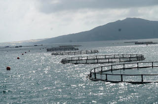 Nuôi biển công nghiệp trong chiến lược tăng trưởng xanh