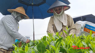 Tân Cương - Nơi hương trà Thái Nguyên vươn tới đỉnh cao