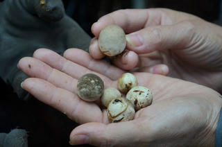 Infographics: Thoát nghèo bằng nghề trồng nấm rơm (phần 2)