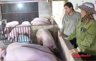 Nuôi lợn bằng chè xanh: Hướng đi mới cho nông nghiệp sạch Thái Nguyên