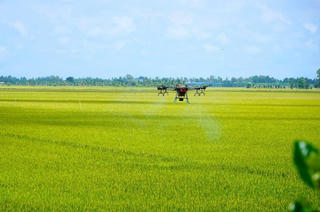 Xây dựng vùng nguyên liệu chuẩn cho nông sản