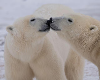Biến đổi ADN giúp gấu Bắc Cực thích nghi với khí hậu