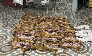 Đà Nẵng: Đột kích cơ sở giết mổ, phát hiện 29 con chó và hơn 10 kg pháo nổ