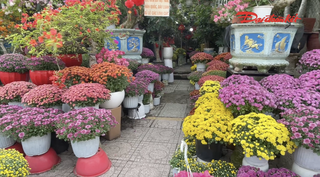 TP Hồ Chí Minh: Hoa kiểng Tết đổ về sớm, giá bán phải chăng