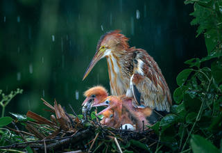 Lý Anh Lam: Hành trình từ họa sĩ đến nghệ sĩ nhiếp ảnh 
