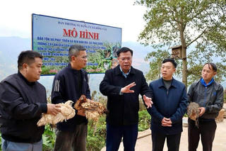 Gà đen dược liệu Đồng Văn mở lối du lịch cộng đồng