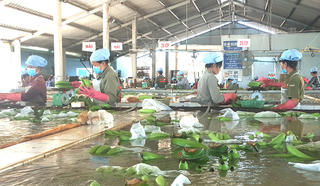 Triển vọng mới cho cây chuối Việt