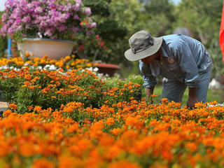 Nhà vườn miền Tây tất bật chuẩn bị vụ hoa kiểng Tết Bính Ngọ 2026