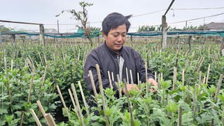 Làng hoa An Lạc tất bật vào vụ Tết