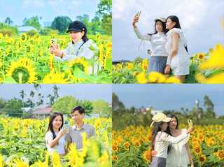 Quảng Ngãi: Rực rỡ cánh đồng triệu đóa hướng dương 