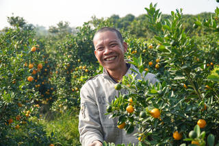 Làng quất Hợp Tiến rộn ràng sắc Xuân, sẵn sàng đón Tết