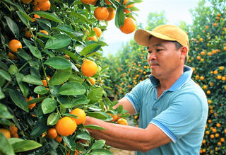 Đà Nẵng: Nhộn nhịp vườn quất những ngày giáp Tết Bính Ngọ 2026