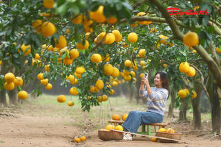 Vườn bưởi Diễn ven đô Hà Nội mùa chín rộ, hút khách chụp ảnh dịp cận Tết