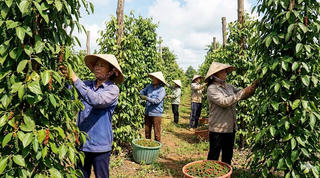 Tăng giá trị ngành hồ tiêu